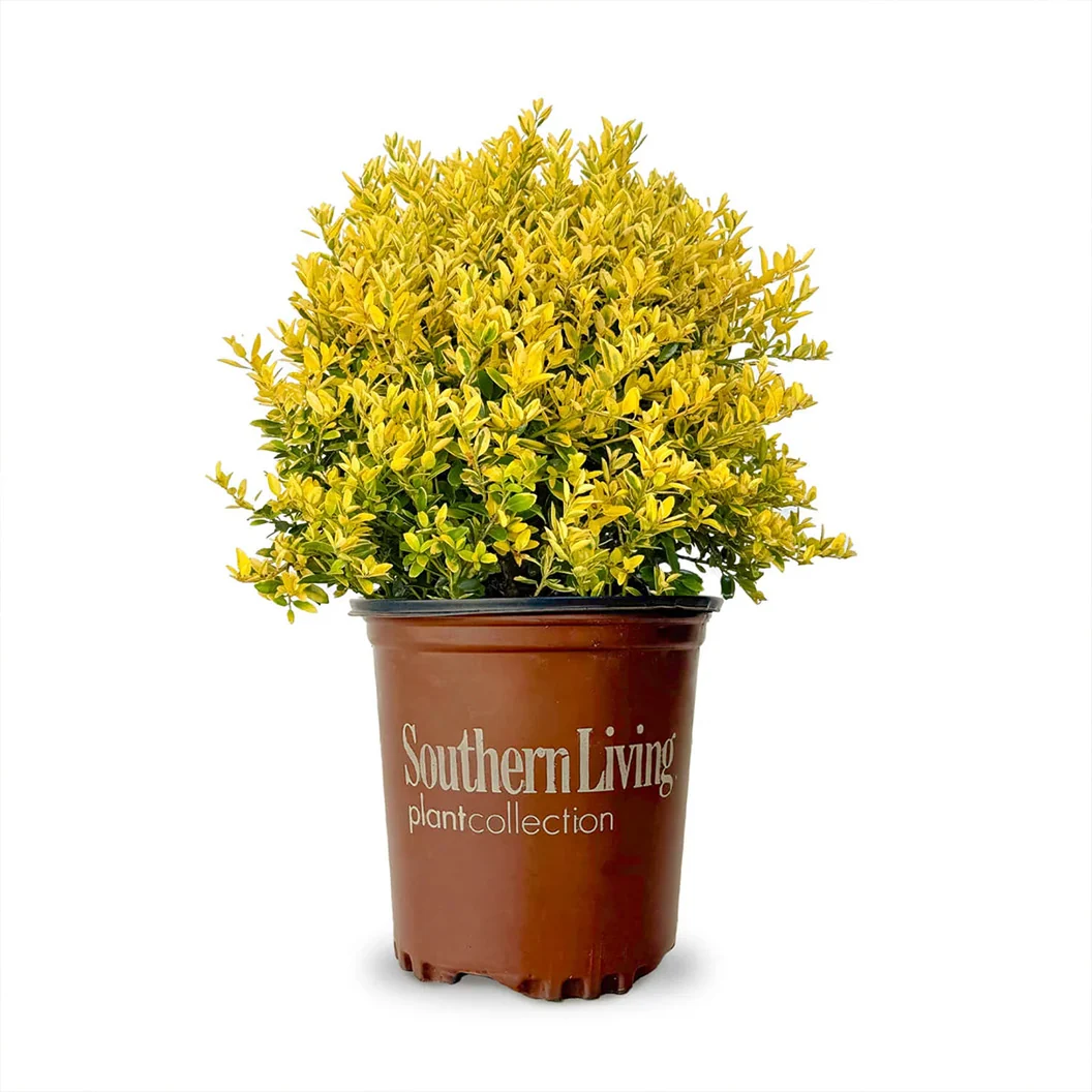 Southern Living® Touch of Gold® Holly Shrub 5 Southern Living® Touch of Gold® Holly Shrub