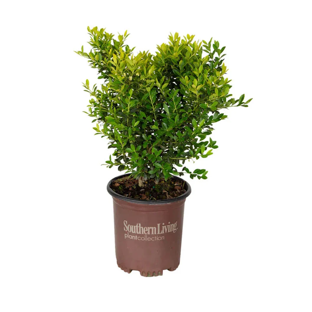 Southern Living® Touch of Gold® Holly Shrub 6 Southern Living® Touch of Gold® Holly Shrub
