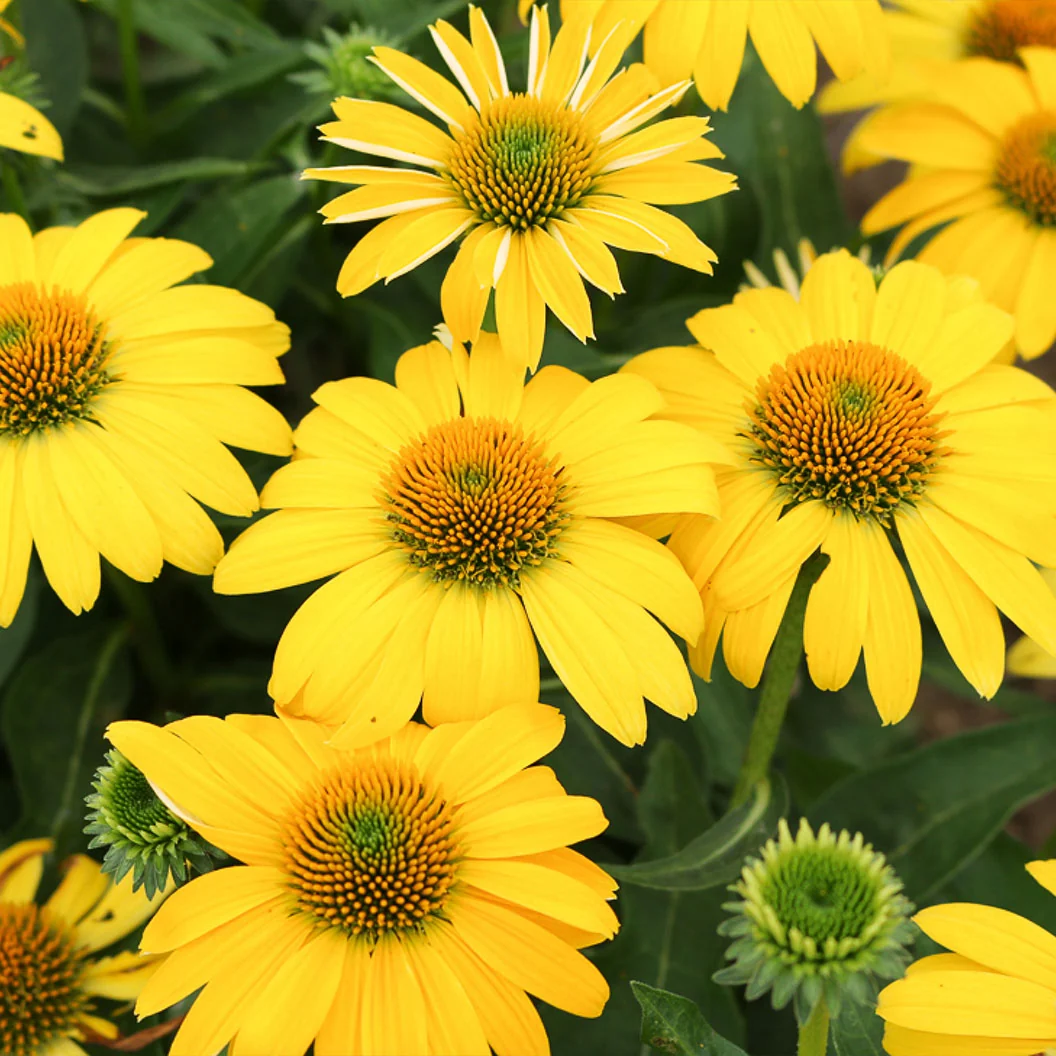 Better Versions® Sombrero® Lemon Yellow Echinacea Plant 2 Better Versions® Sombrero® Lemon Yellow Echinacea Plant