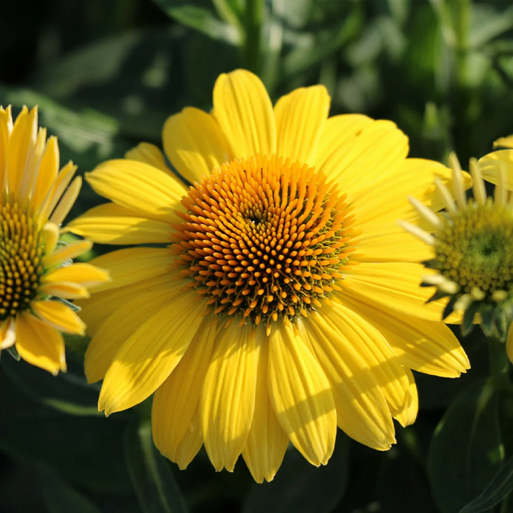 Better Versions® Sombrero® Lemon Yellow Echinacea Plant 3 Better Versions® Sombrero® Lemon Yellow Echinacea Plant