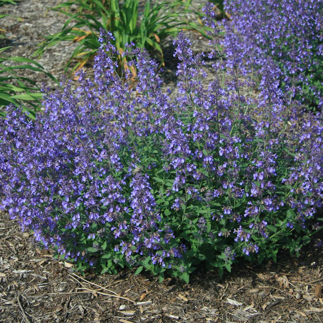 Better Versions® Junior Walker™ Nepeta Plant 1 Better Versions® Junior Walker™ Nepeta Plant