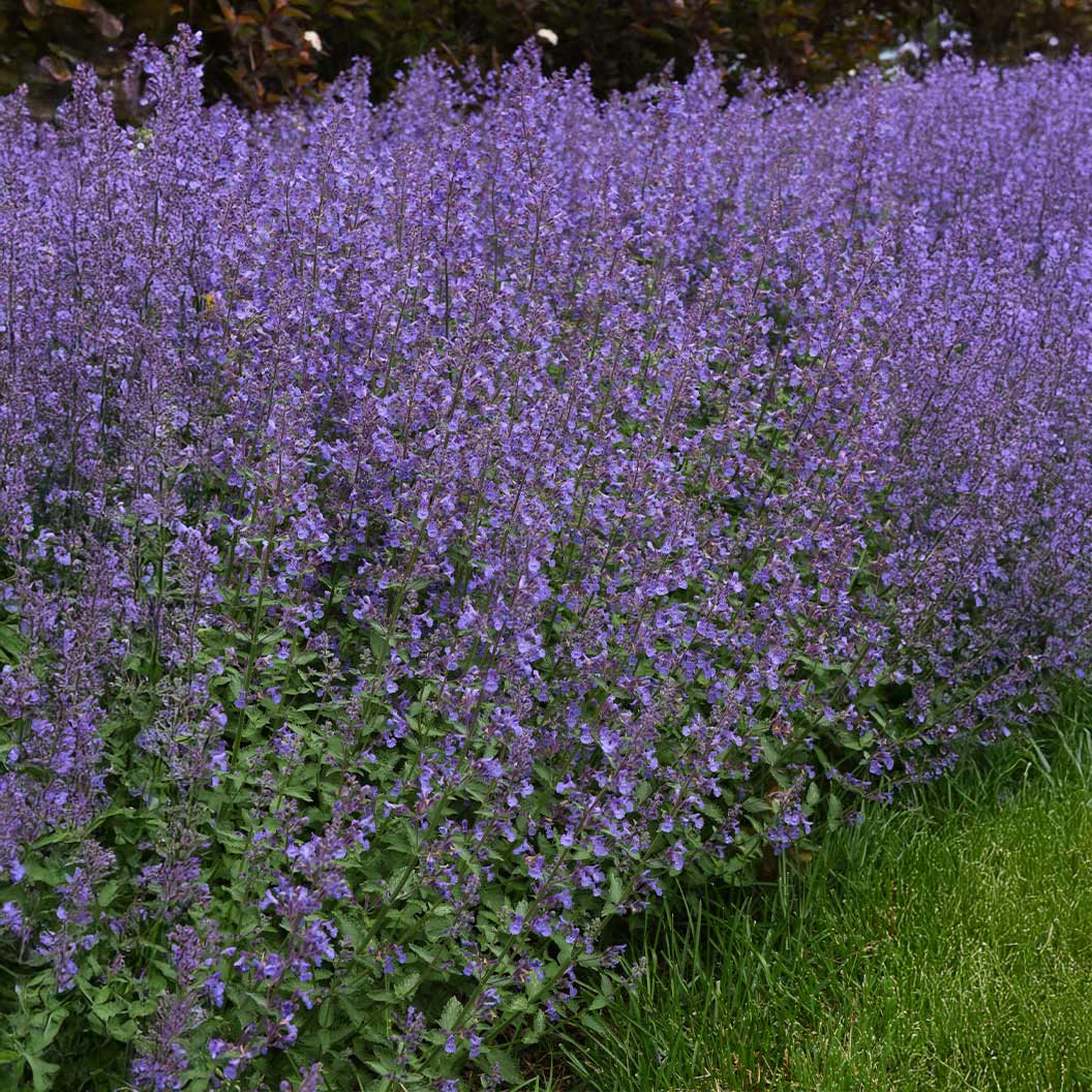 Better Versions® Junior Walker™ Nepeta Plant 3 Better Versions® Junior Walker™ Nepeta Plant