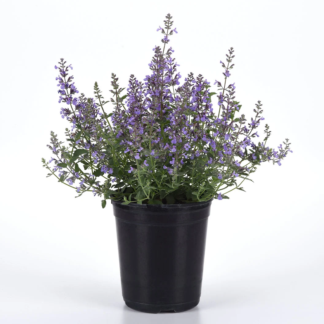 Better Versions® Junior Walker™ Nepeta Plant 4 Better Versions® Junior Walker™ Nepeta Plant
