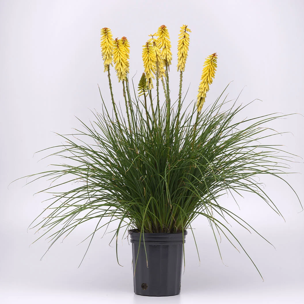 Better Versions® Kniphofia Glowstick Red Hot Poker Plant 1 Better Versions® Kniphofia Glowstick Red Hot Poker Plant