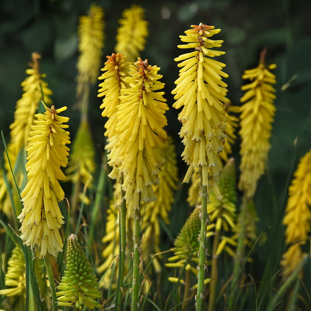Better Versions® Kniphofia Glowstick Red Hot Poker Plant 3 Better Versions® Kniphofia Glowstick Red Hot Poker Plant
