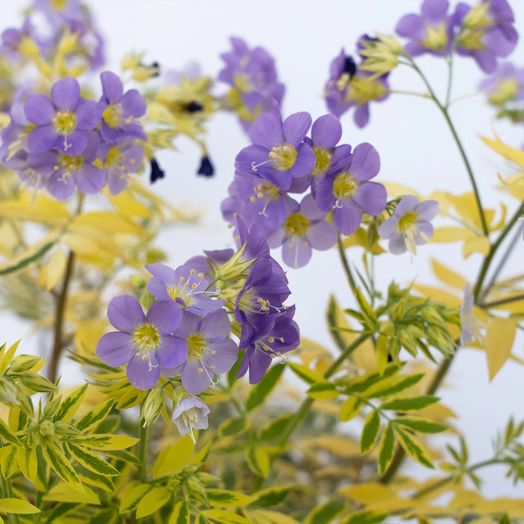 Better Versions® Golden Feathers Polemonium Plant 2 Better Versions® Golden Feathers Polemonium Plant