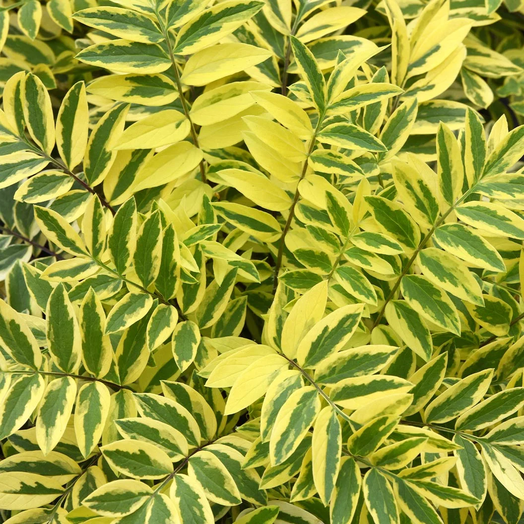 Better Versions® Golden Feathers Polemonium Plant 3 Better Versions® Golden Feathers Polemonium Plant