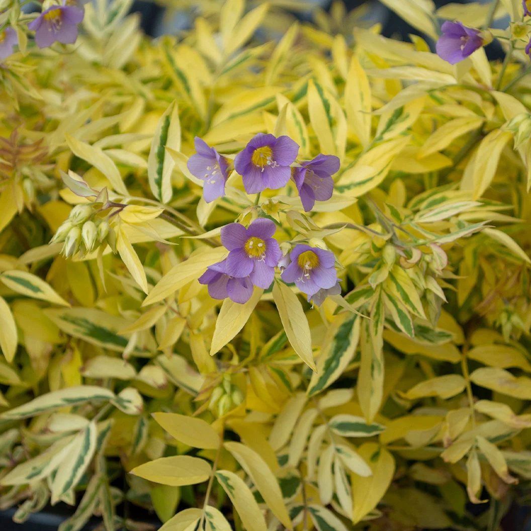 Better Versions® Golden Feathers Polemonium Plant 4 Better Versions® Golden Feathers Polemonium Plant