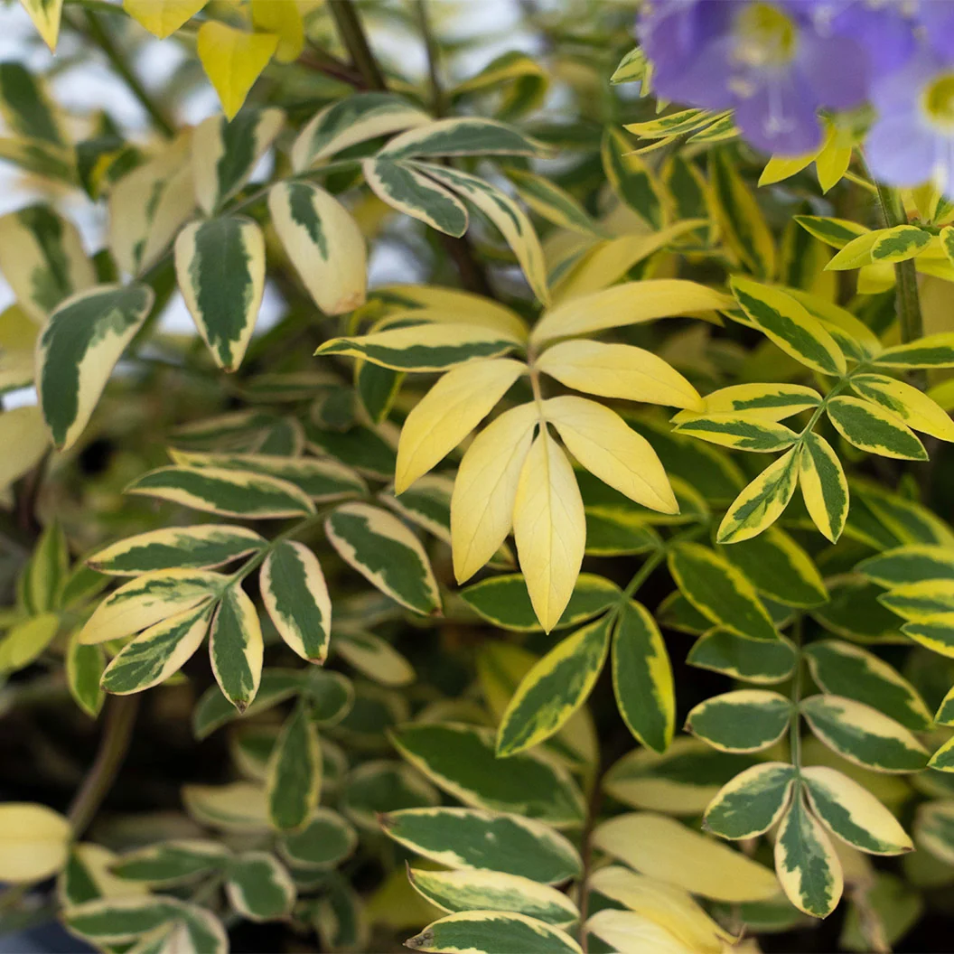 Better Versions® Golden Feathers Polemonium Plant 5 Better Versions® Golden Feathers Polemonium Plant