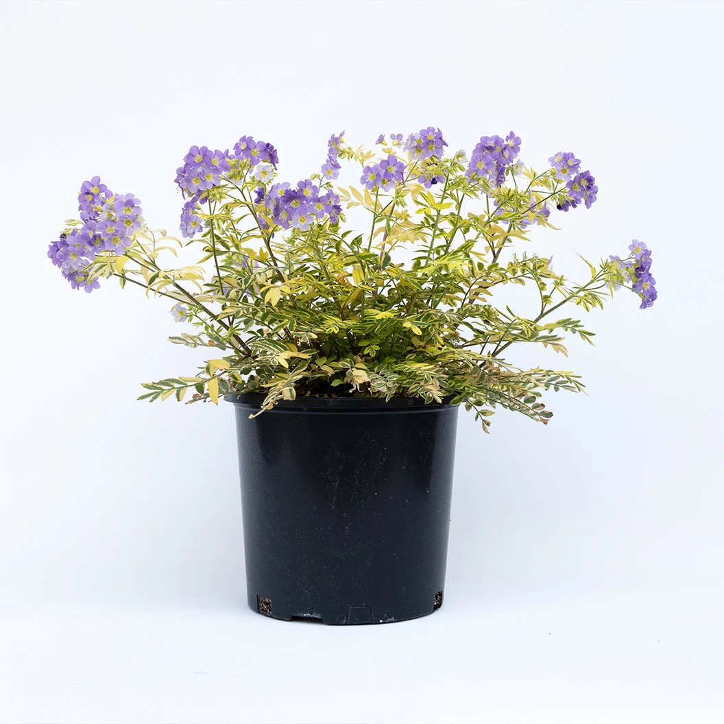 Better Versions® Golden Feathers Polemonium Plant 6 Better Versions® Golden Feathers Polemonium Plant