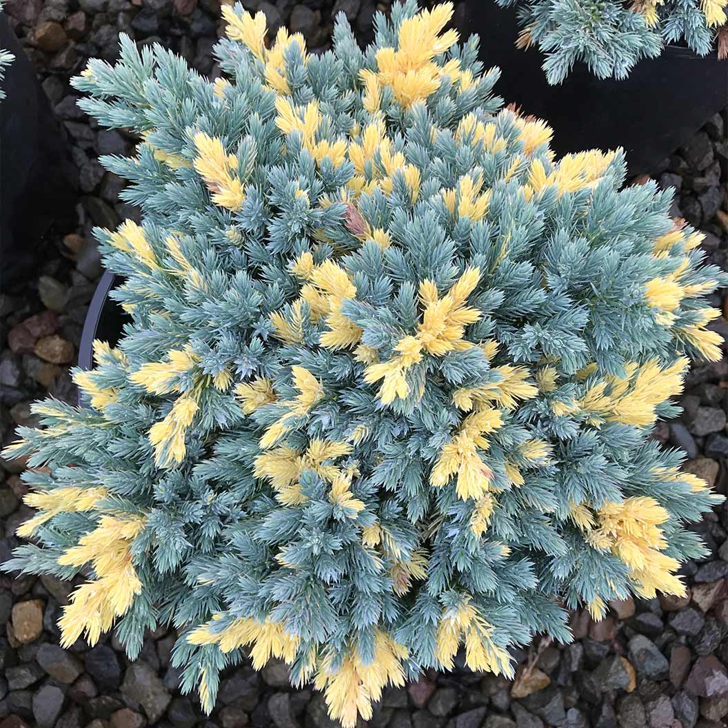Floriant Flaky Juniper Shrub