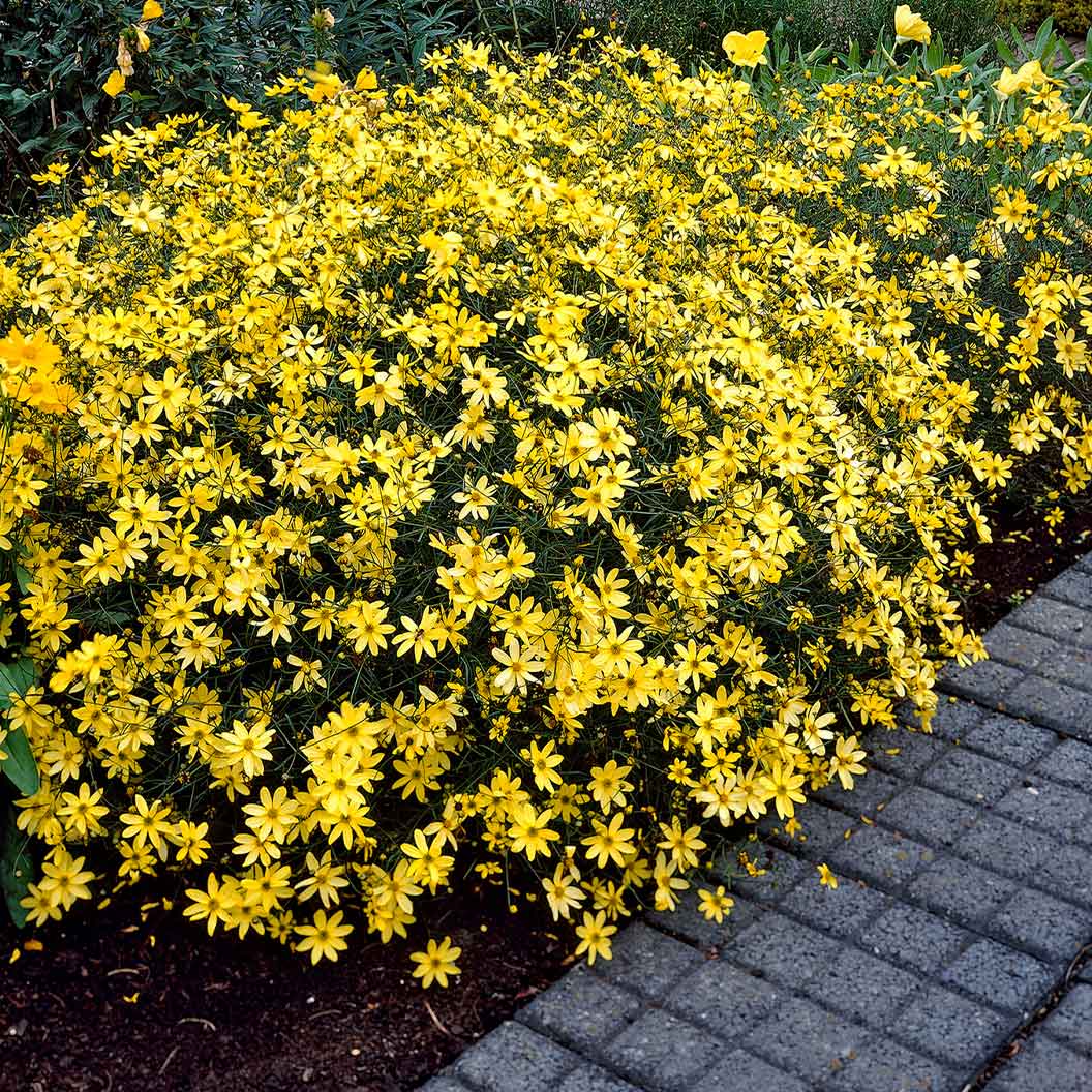 Moonbeam Coreopsis Plant 1 Moonbeam Coreopsis Plant