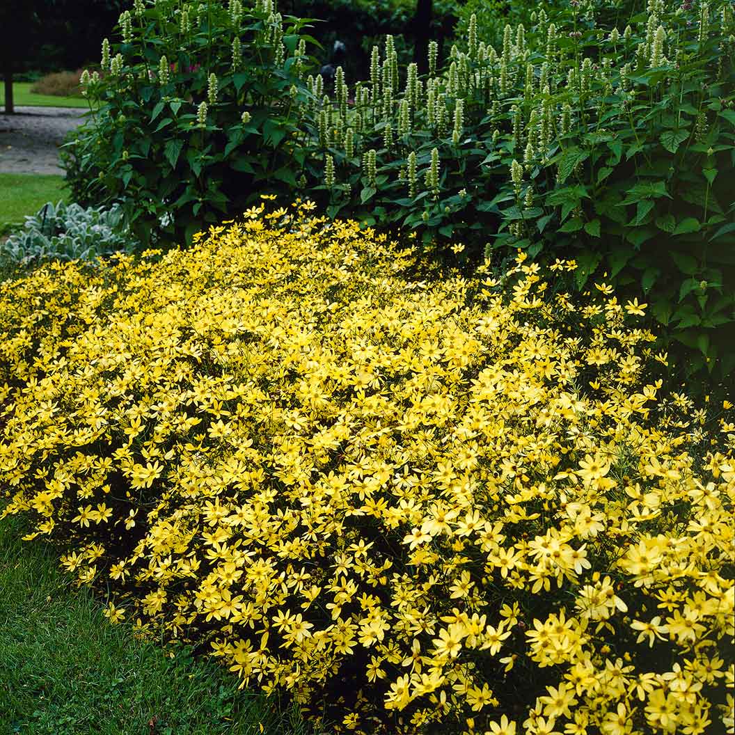 Moonbeam Coreopsis Plant 4 Moonbeam Coreopsis Plant