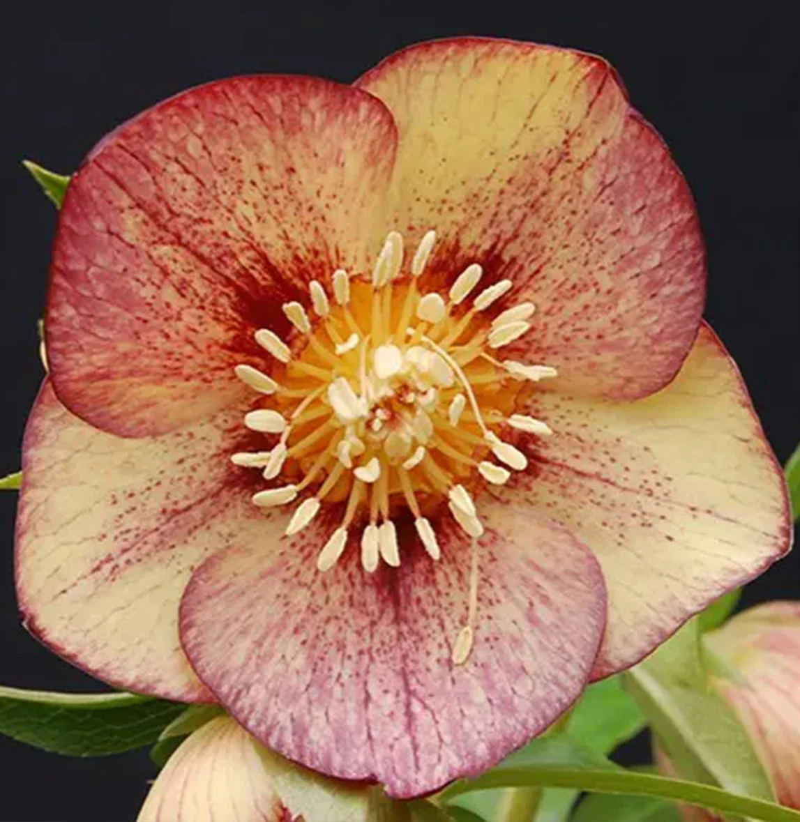 Winter Jewels® Apricot Blush Lenten Rose Plant 2 Winter Jewels® Apricot Blush Lenten Rose Plant