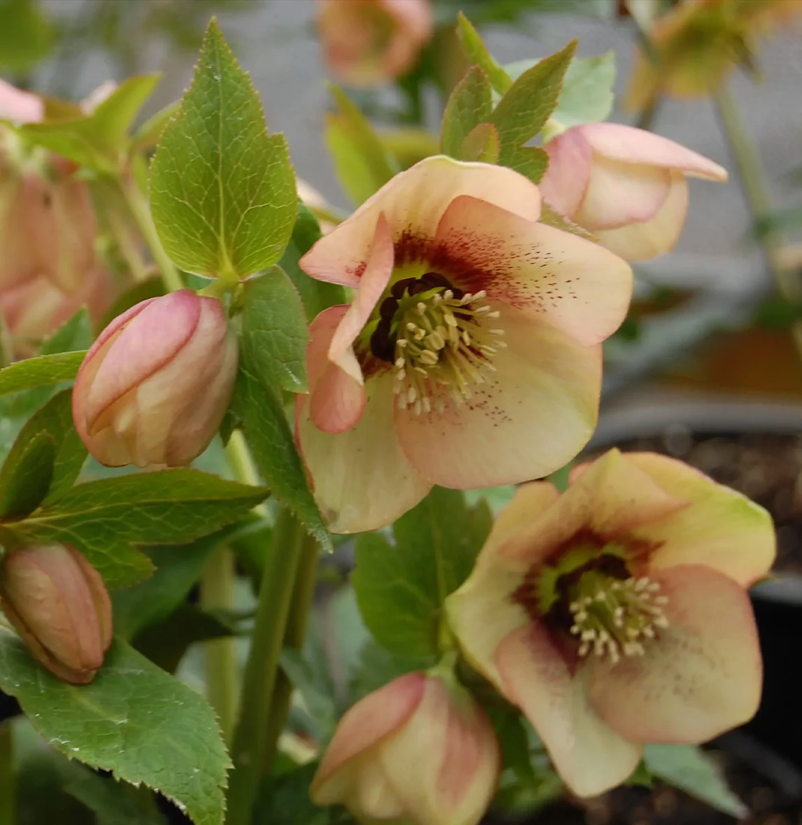Winter Jewels® Apricot Blush Lenten Rose Plant 3 Winter Jewels® Apricot Blush Lenten Rose Plant