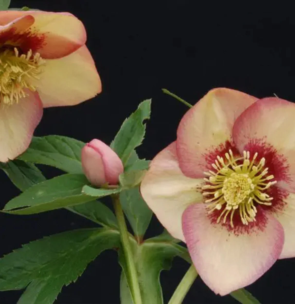 Winter Jewels® Apricot Blush Lenten Rose Plant 4 Winter Jewels® Apricot Blush Lenten Rose Plant