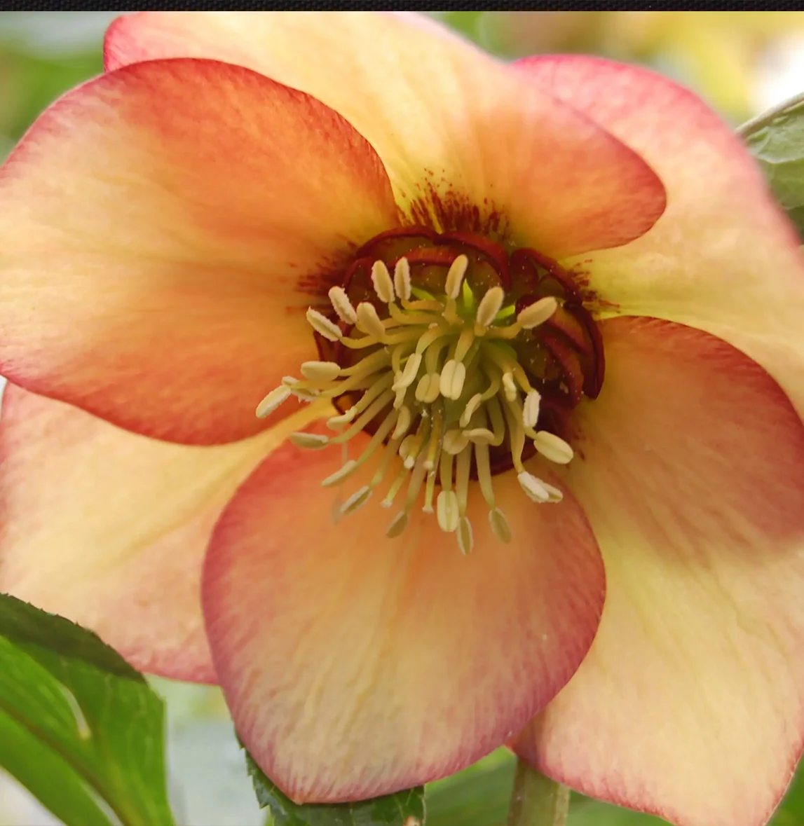 Winter Jewels® Apricot Blush Lenten Rose Plant 5 Winter Jewels® Apricot Blush Lenten Rose Plant
