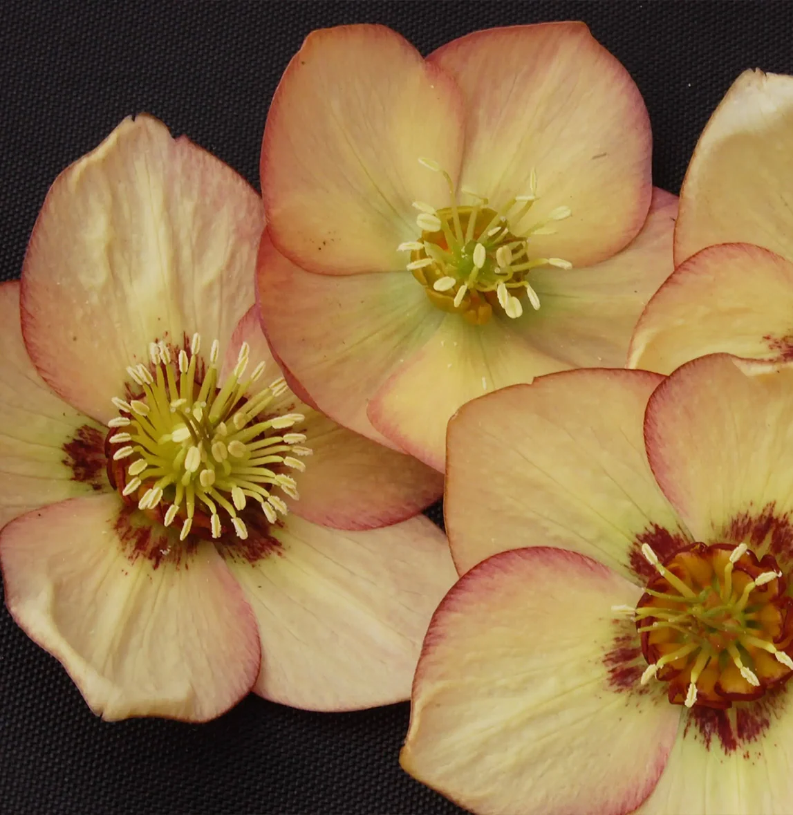 Winter Jewels® Apricot Blush Lenten Rose Plant 6 Winter Jewels® Apricot Blush Lenten Rose Plant