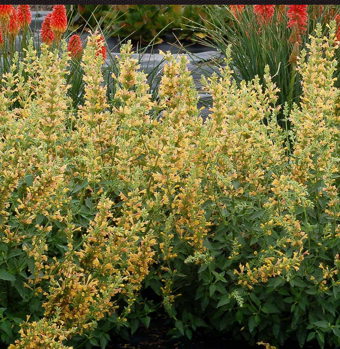 Kudos™ Yellow Agastache Plant 2 Kudos™ Yellow Agastache Plant