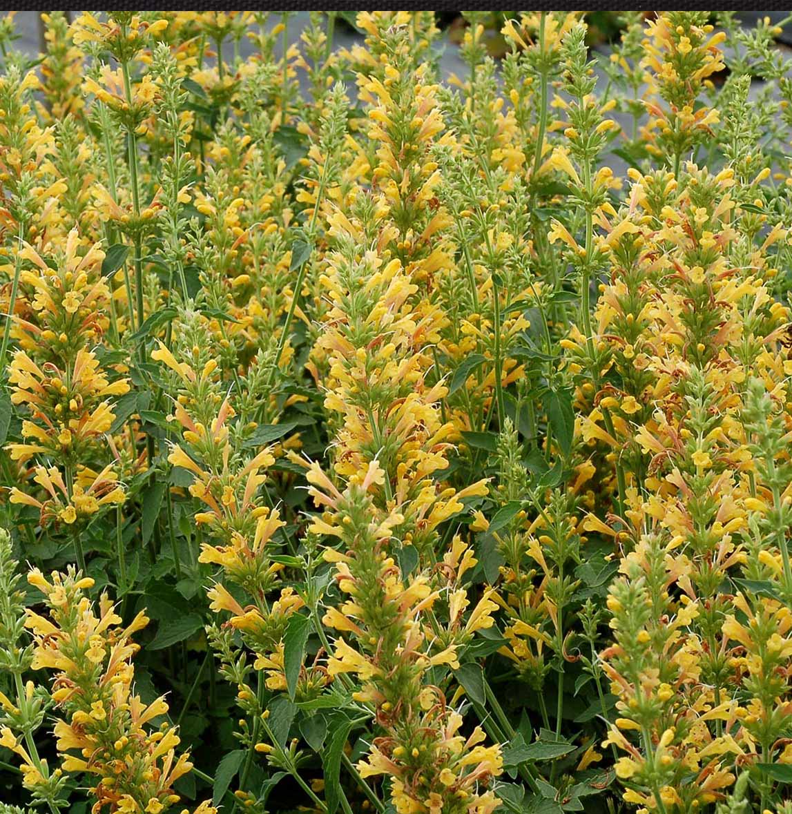 Kudos™ Yellow Agastache Plant 3 Kudos™ Yellow Agastache Plant