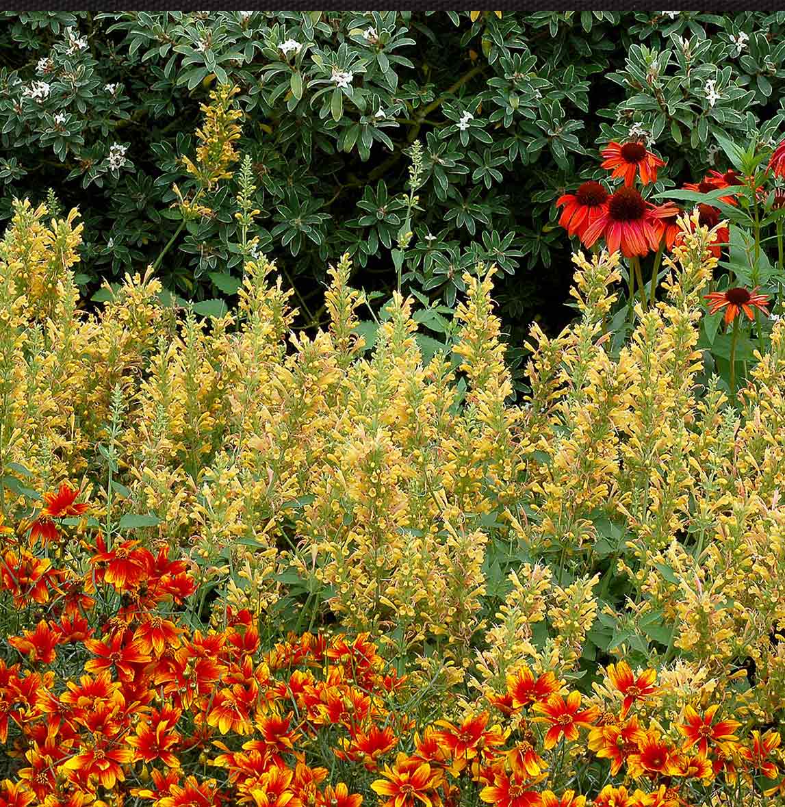 Kudos™ Yellow Agastache Plant 4 Kudos™ Yellow Agastache Plant