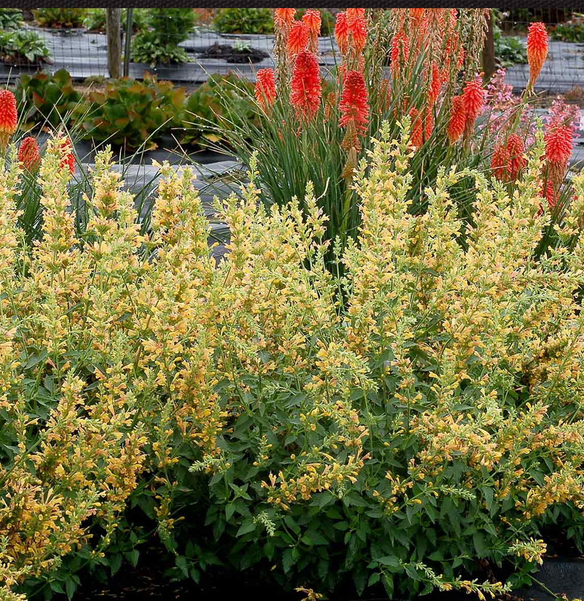 Kudos™ Yellow Agastache Plant 5 Kudos™ Yellow Agastache Plant