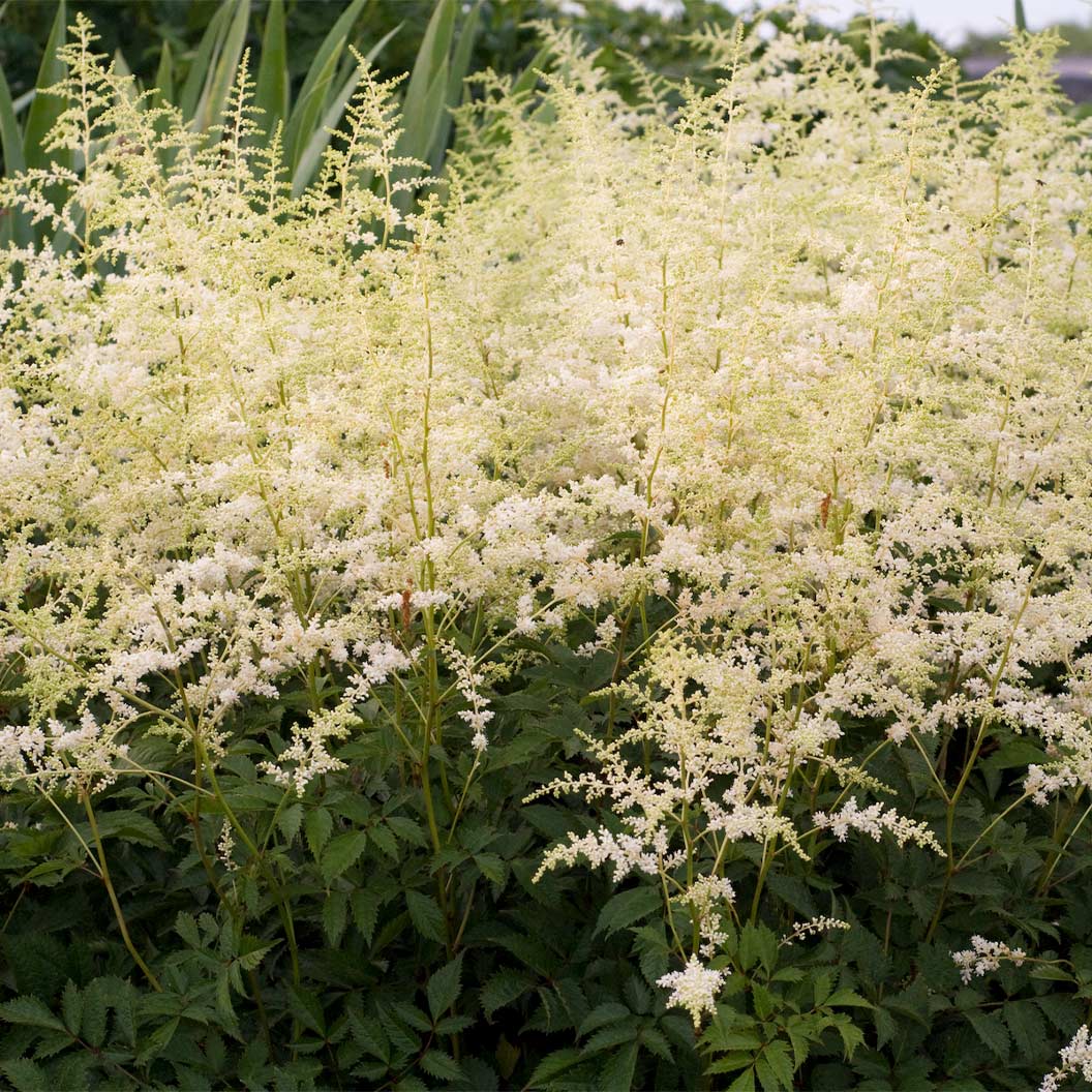 Bridal Veil® Astilbe Plant 1 Bridal Veil® Astilbe Plant