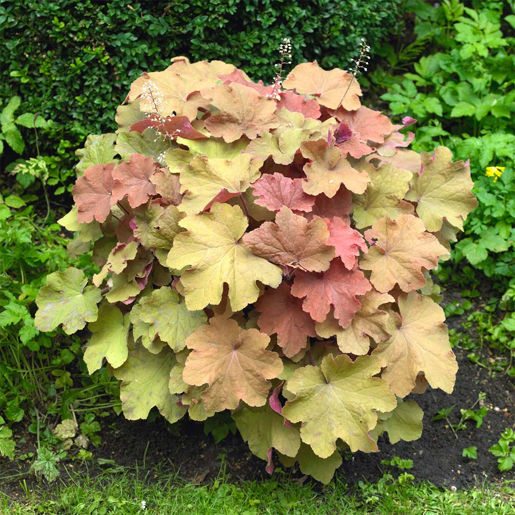 Caramel Heuchera Plant 2 Caramel Heuchera Plant