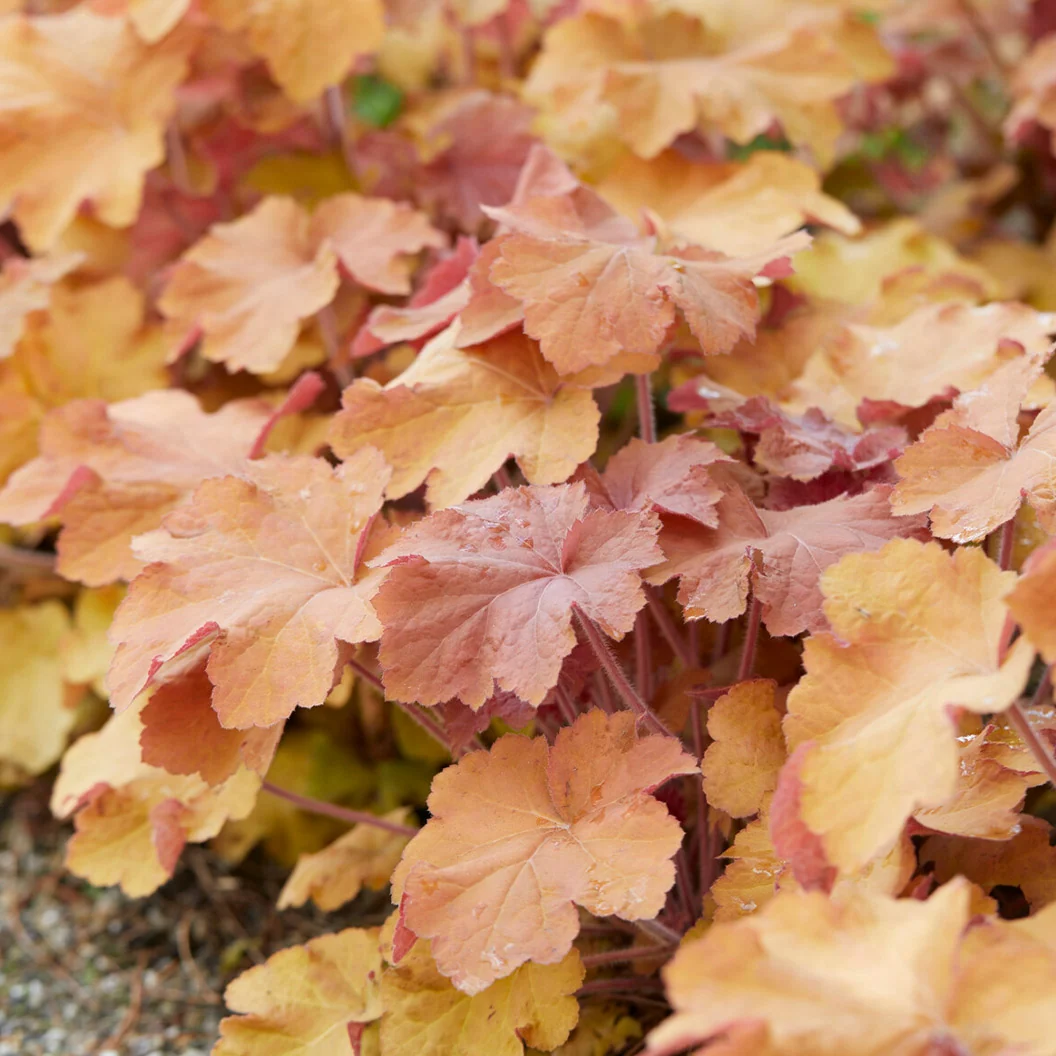 Caramel Heuchera Plant 3 Caramel Heuchera Plant