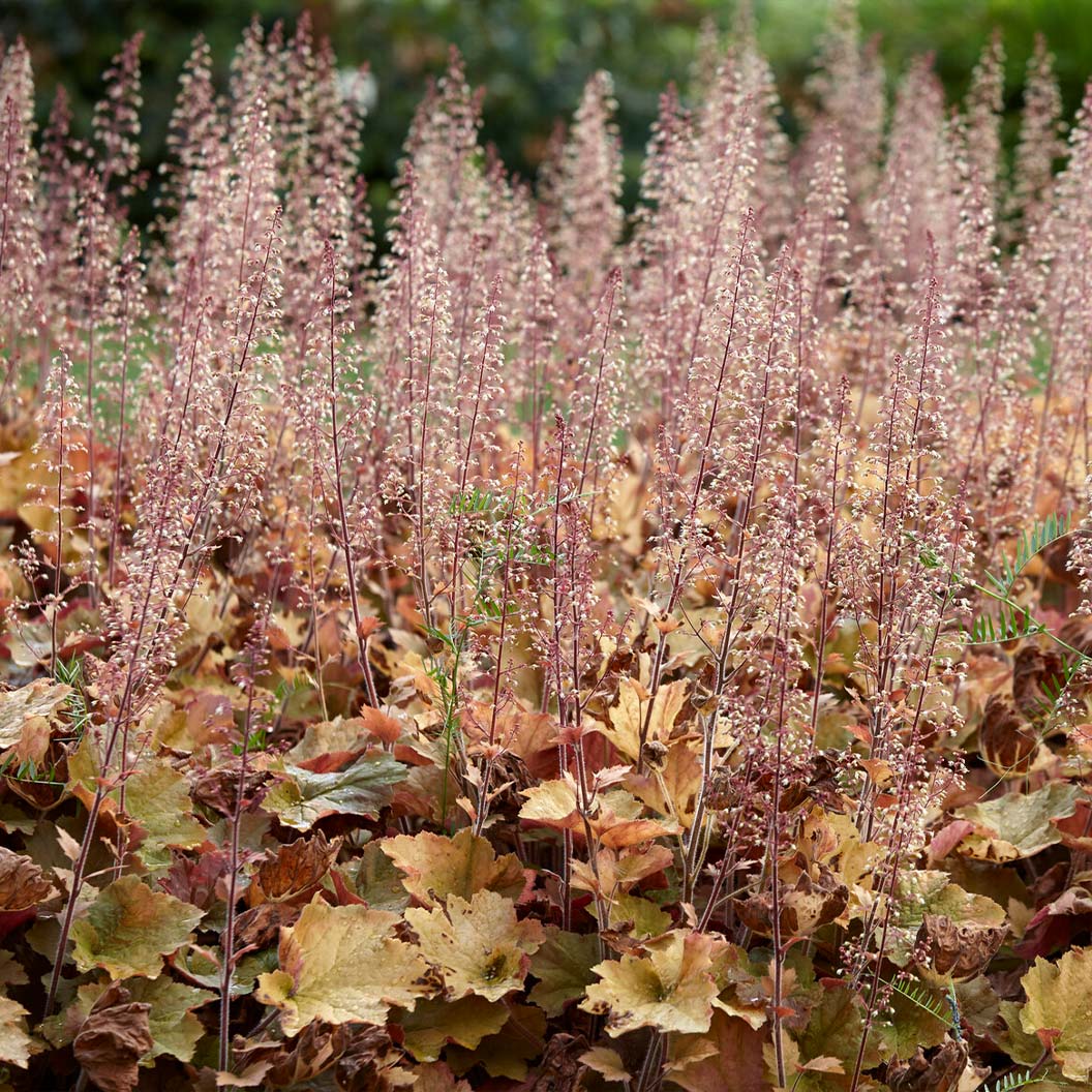 Caramel Heuchera Plant 4 Caramel Heuchera Plant