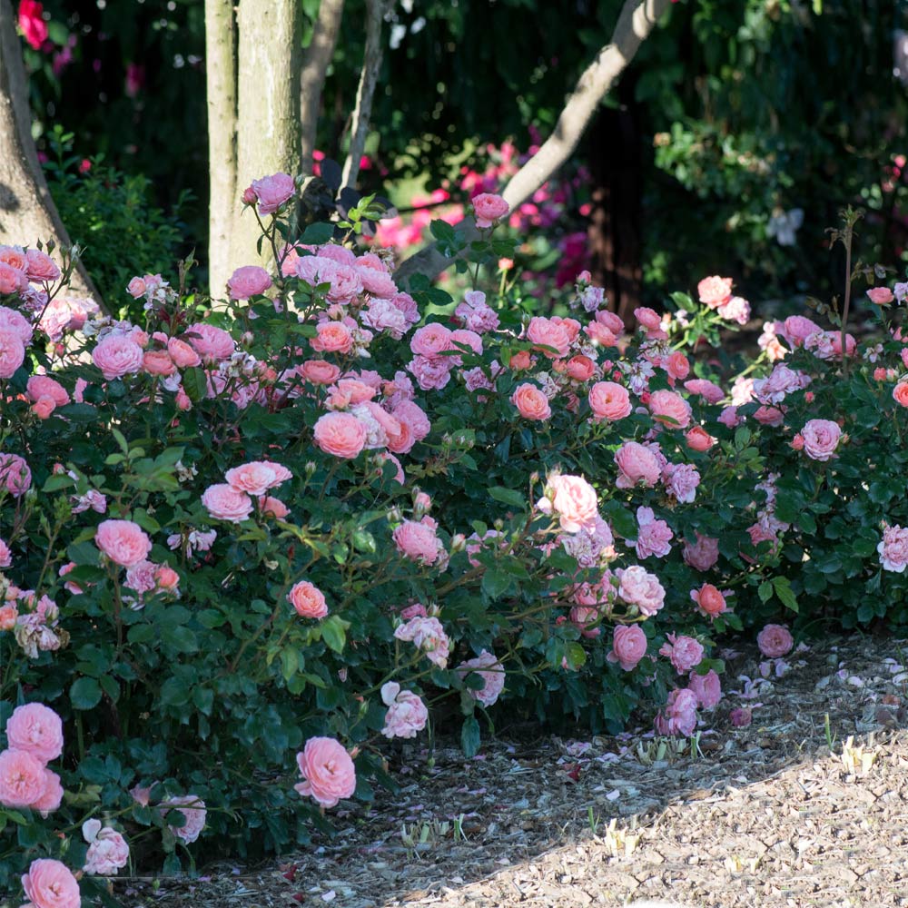 Apricot Drift® Rose 2 Apricot Drift® Rose