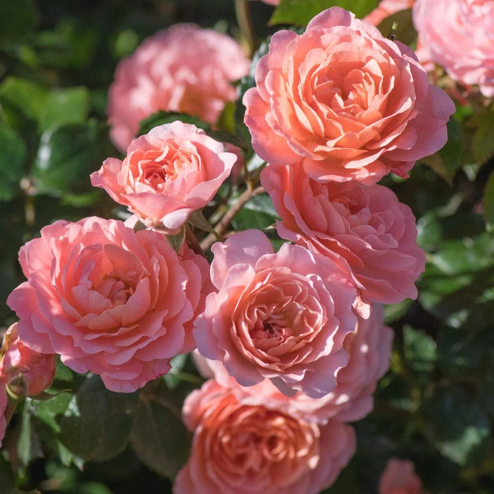 Apricot Drift® Rose 3 Apricot Drift® Rose