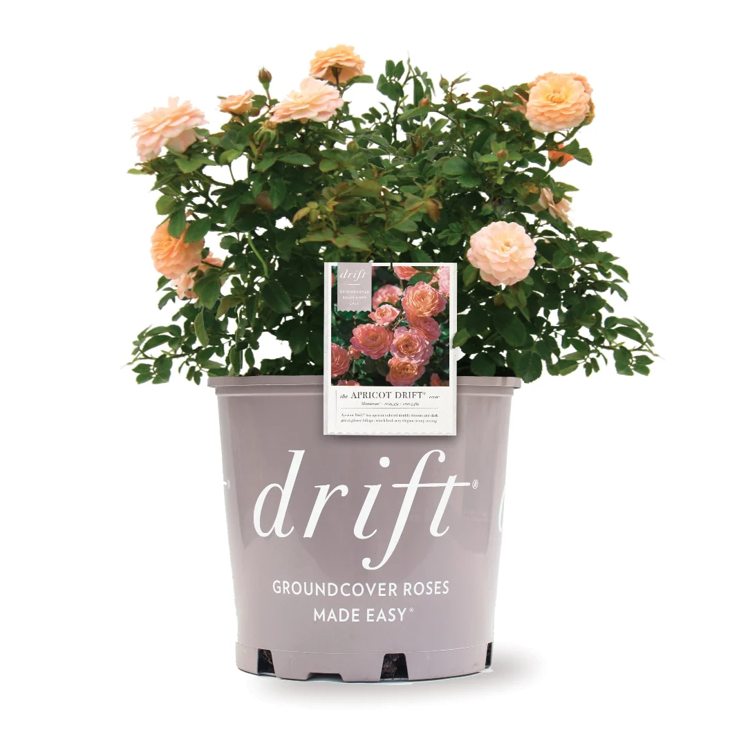 Apricot Drift® Rose 4 Apricot Drift® Rose