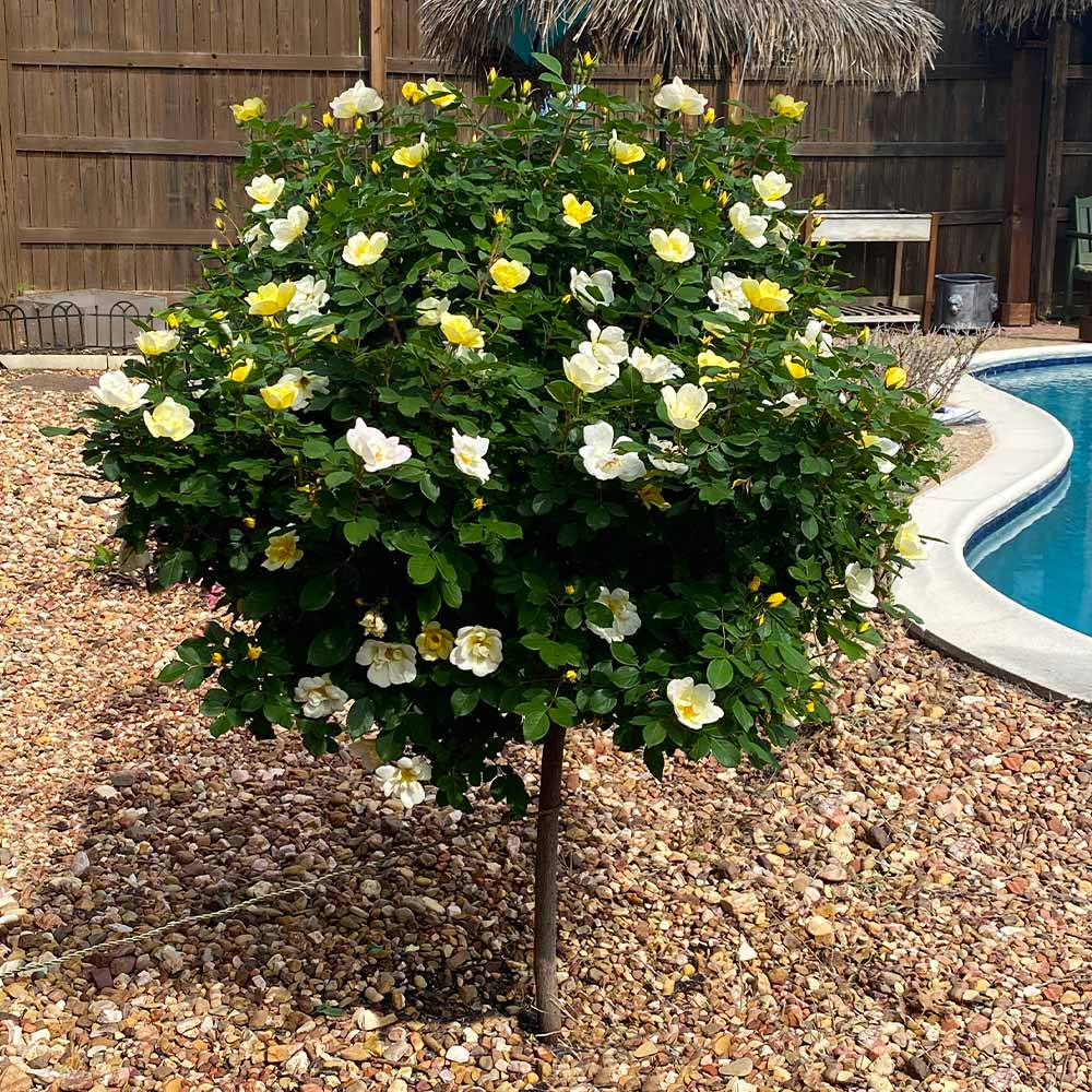 Sunny Knock Out® Rose Tree 2 Sunny Knock Out® Rose Tree