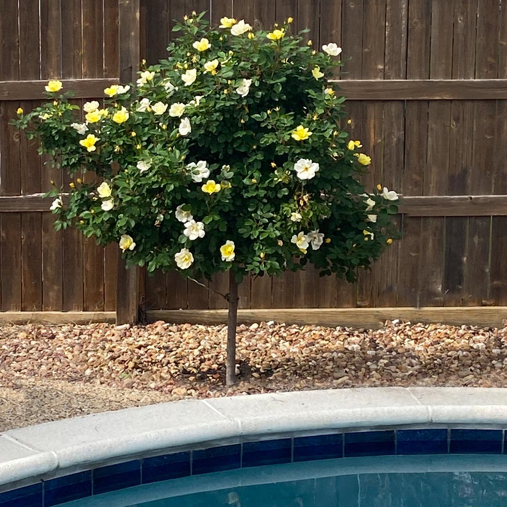 Sunny Knock Out® Rose Tree 3 Sunny Knock Out® Rose Tree