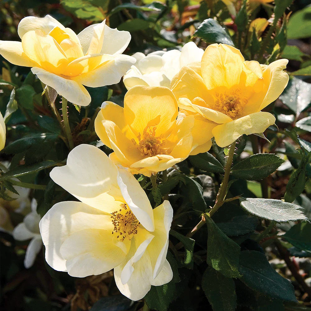 Sunny Knock Out® Rose Tree 4 Sunny Knock Out® Rose Tree