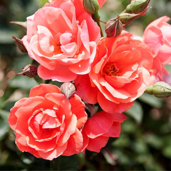 Coral Knock Out® Rose Shrub 1 Coral Knock Out® Rose Shrub