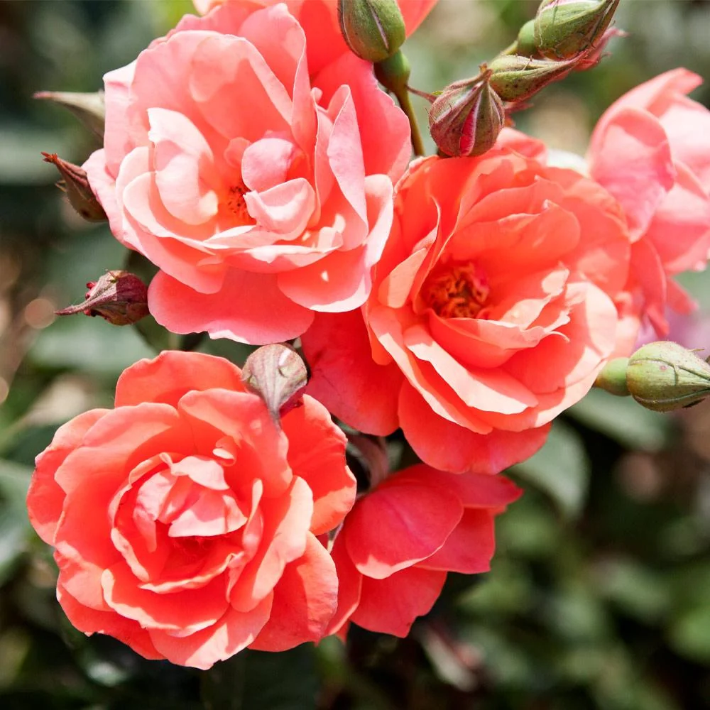 Coral Knock Out® Rose Shrub 2 Coral Knock Out® Rose Shrub
