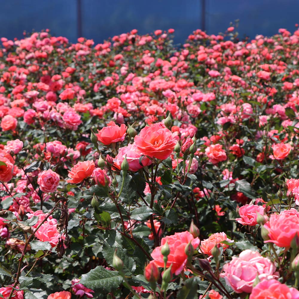 Coral Knock Out® Rose Shrub 3 Coral Knock Out® Rose Shrub