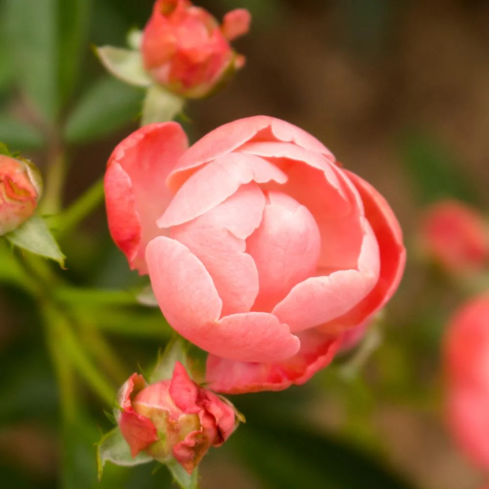 Coral Knock Out® Rose Shrub 4 Coral Knock Out® Rose Shrub