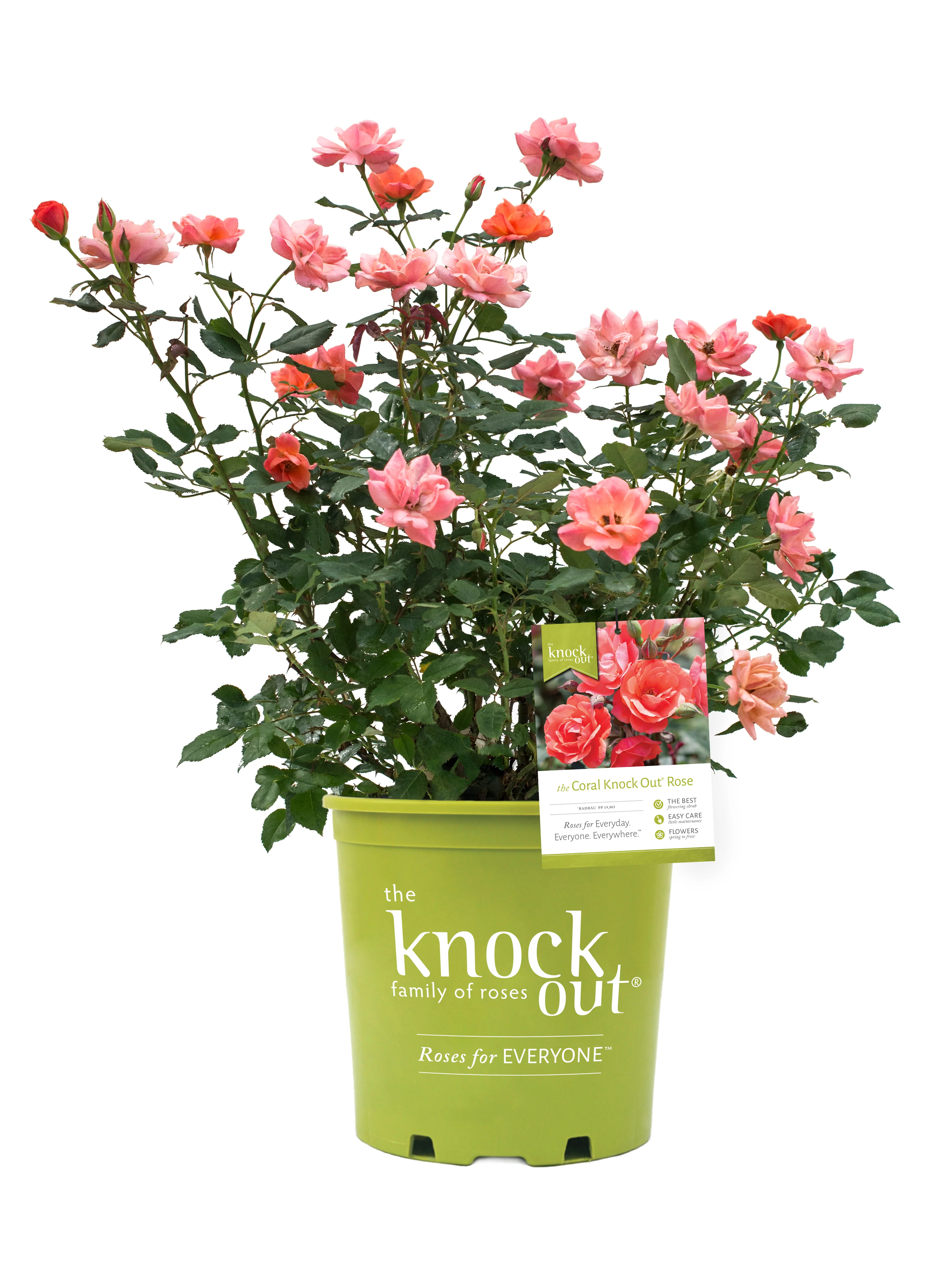 Coral Knock Out® Rose Shrub 5 Coral Knock Out® Rose Shrub