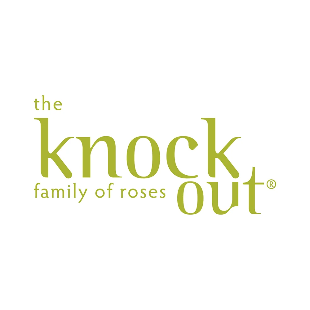 Coral Knock Out® Rose Shrub 6 Coral Knock Out® Rose Shrub