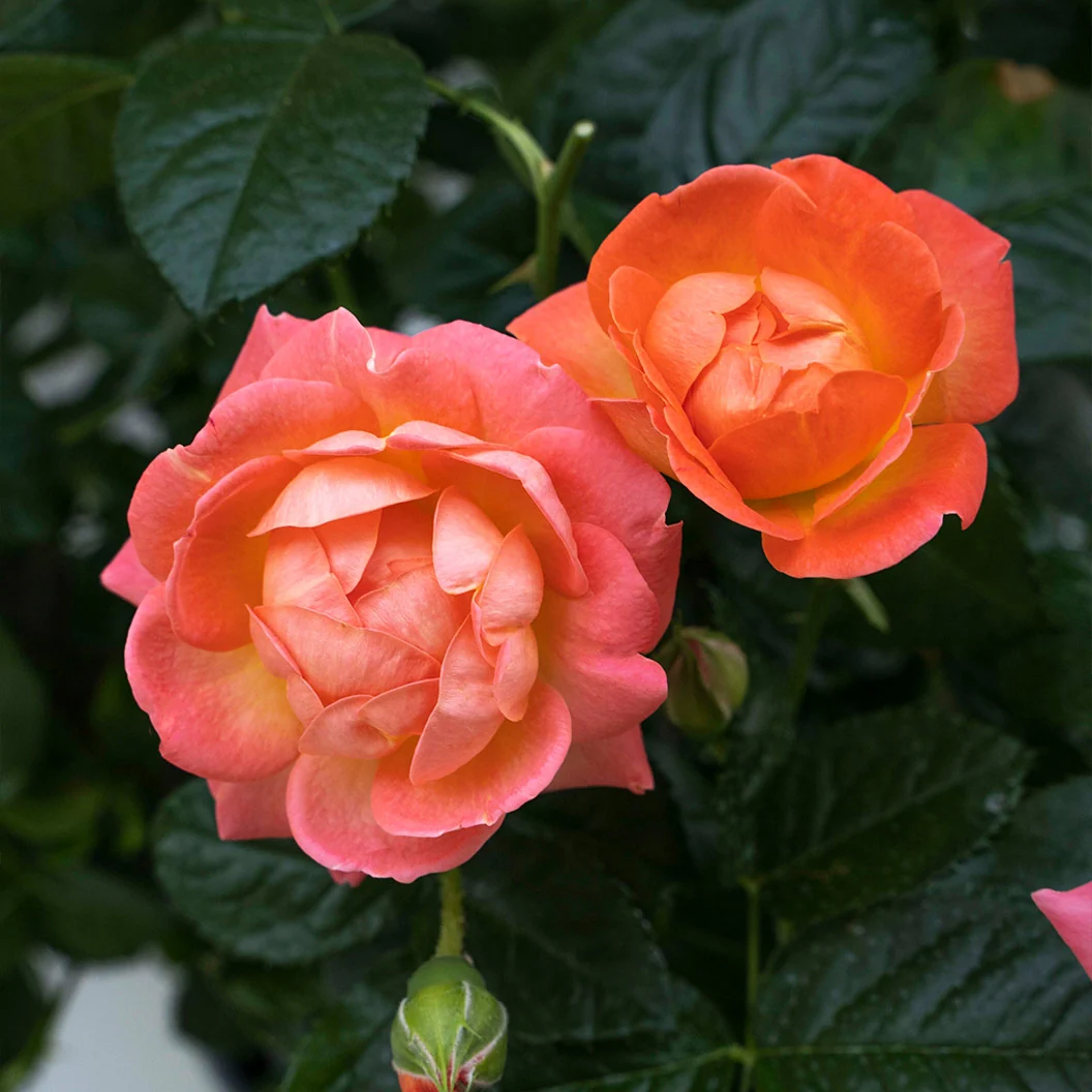 Orange Glow Knock Out® Rose 1 Orange Glow Knock Out® Rose
