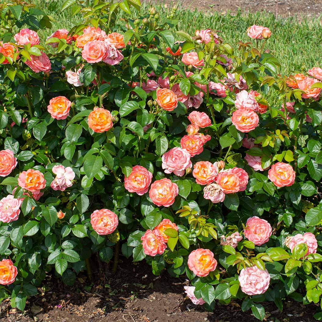 Orange Glow Knock Out® Rose 3 Orange Glow Knock Out® Rose