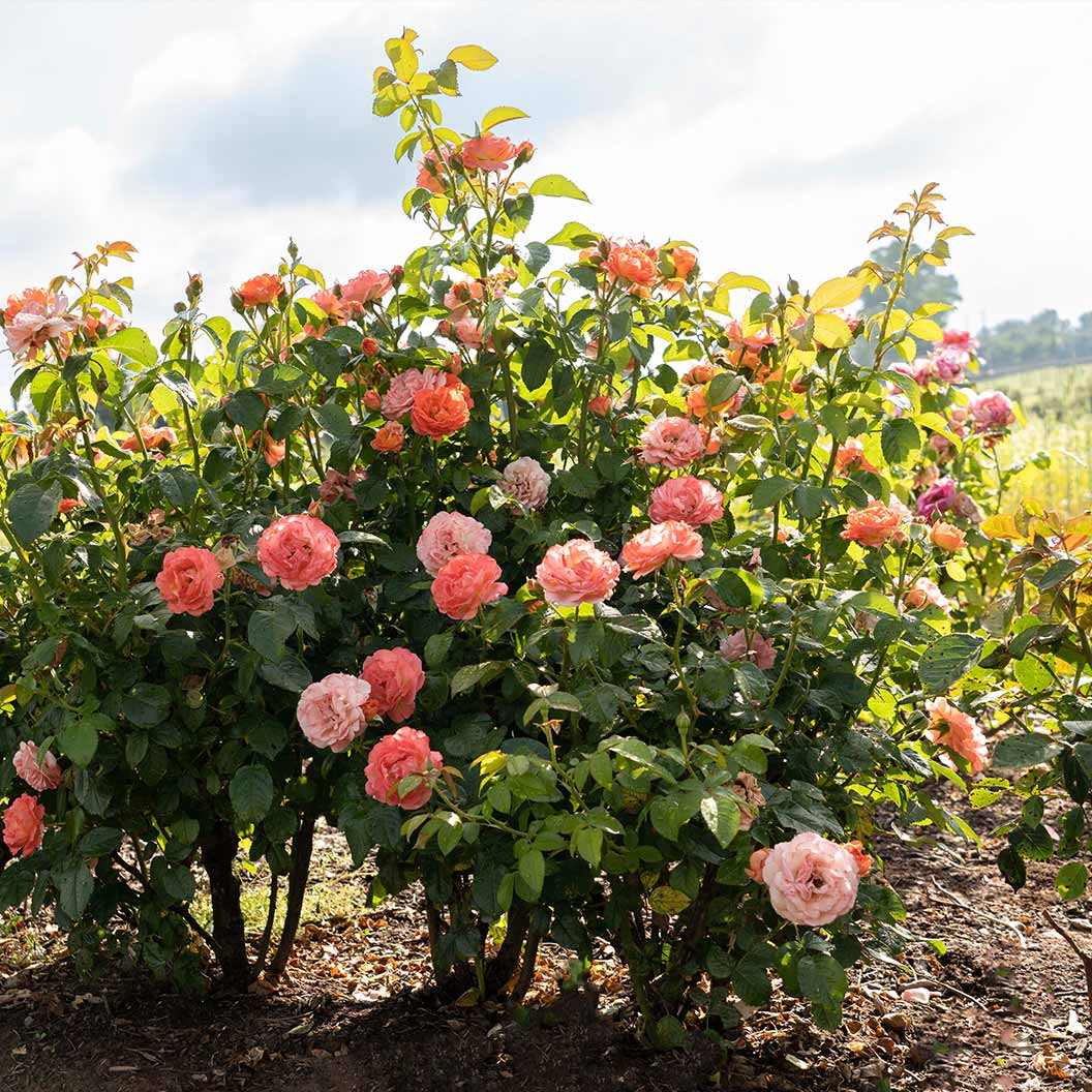 Orange Glow Knock Out® Rose 4 Orange Glow Knock Out® Rose