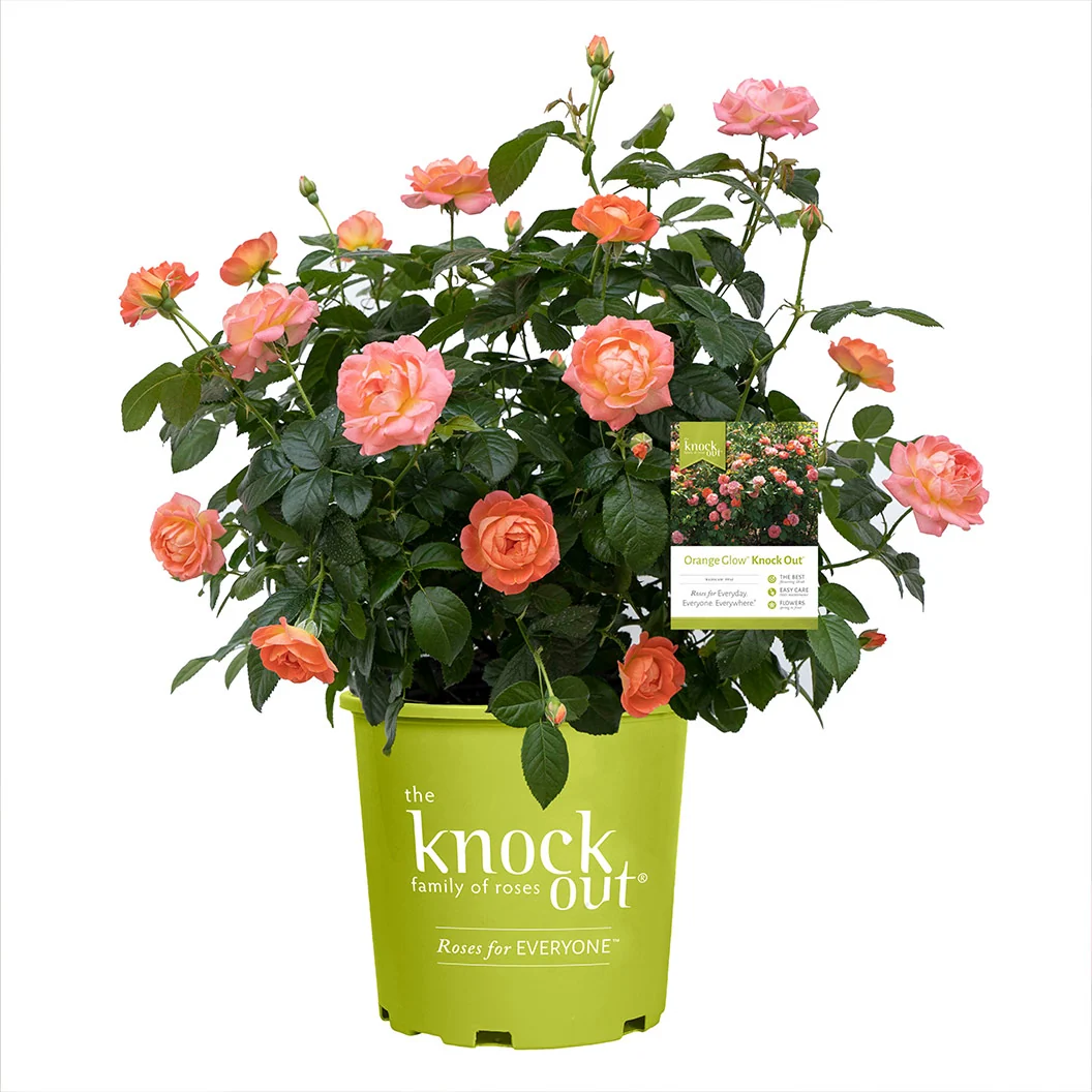 Orange Glow Knock Out® Rose 5 Orange Glow Knock Out® Rose