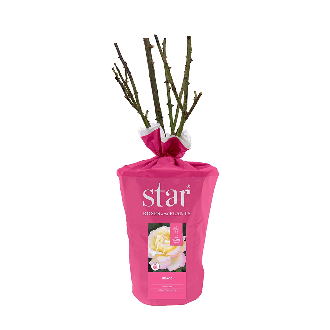 Peace Rose Shrub in Fiber Pot 4 Peace Rose Shrub in Fiber Pot