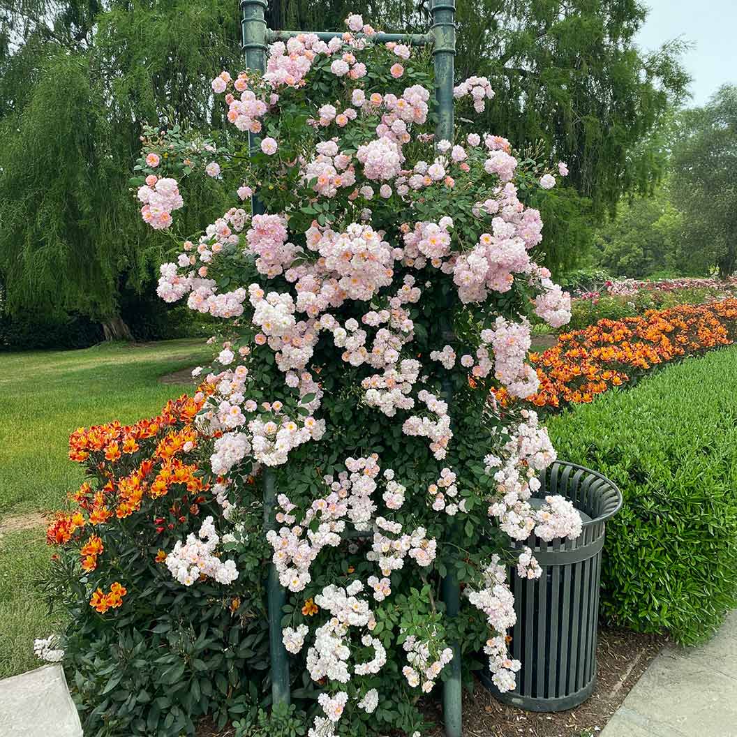 Perfume Breeze™ Climbing Rose 2 Perfume Breeze™ Climbing Rose
