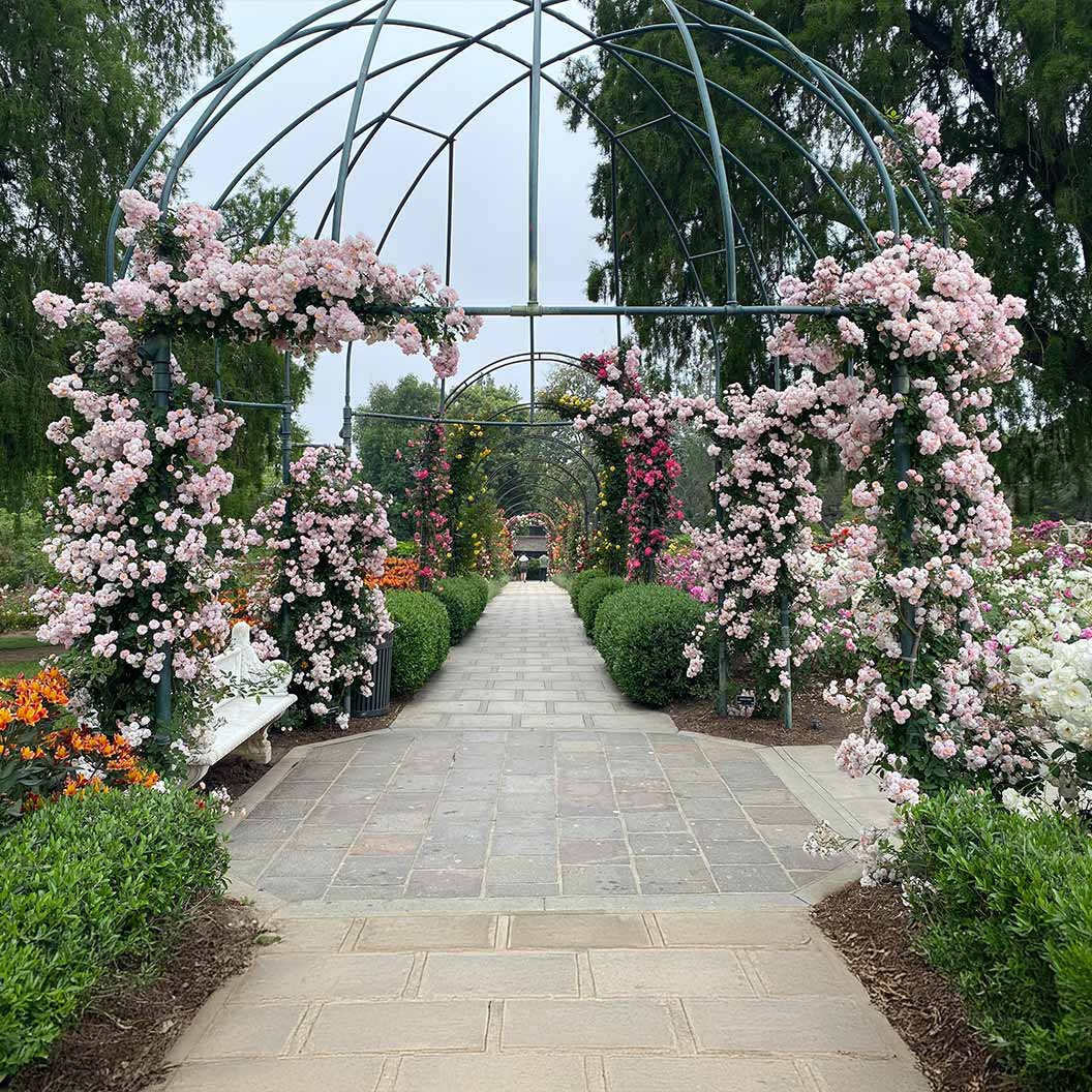Perfume Breeze™ Climbing Rose 3 Perfume Breeze™ Climbing Rose