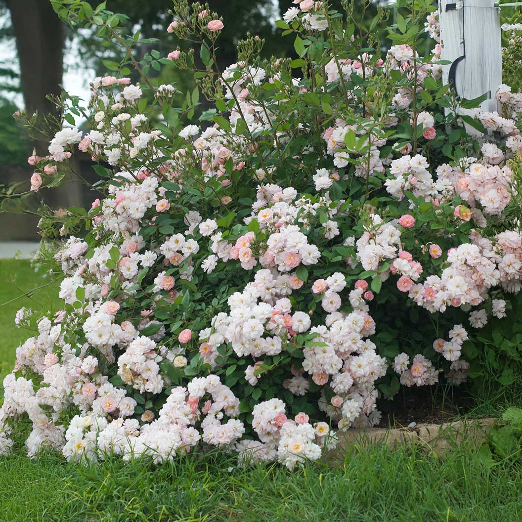 Perfume Breeze™ Climbing Rose 4 Perfume Breeze™ Climbing Rose